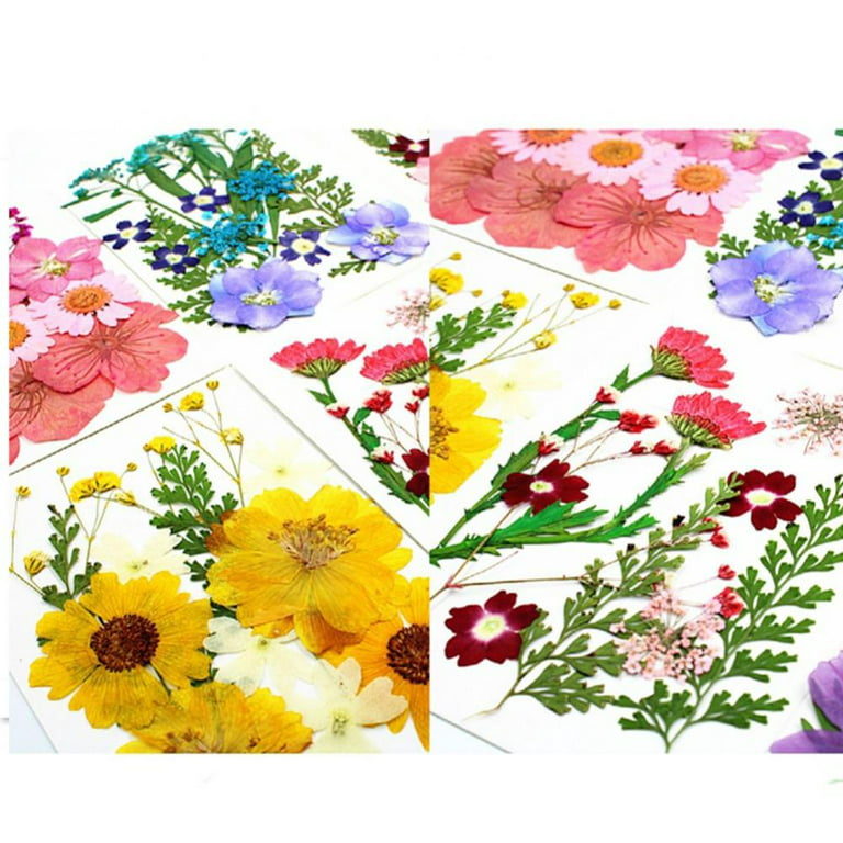 Nuanchu Pressed Flowers Resin Flowers for Resin Mold Real Daisy