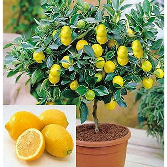 CZ Grain 20 Dwarf Lemon Bonsai Tree Plant Seeds, Edible Fruit