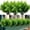 Boxwood Greenery, variant on HESHENG Artificial Outdoor Lavender Flowers 12 Bundles No Fade UV Resistant Fake Plastic Flowers Faux Plants for Garden Porch Window Box Wedding Indoor Home Décor