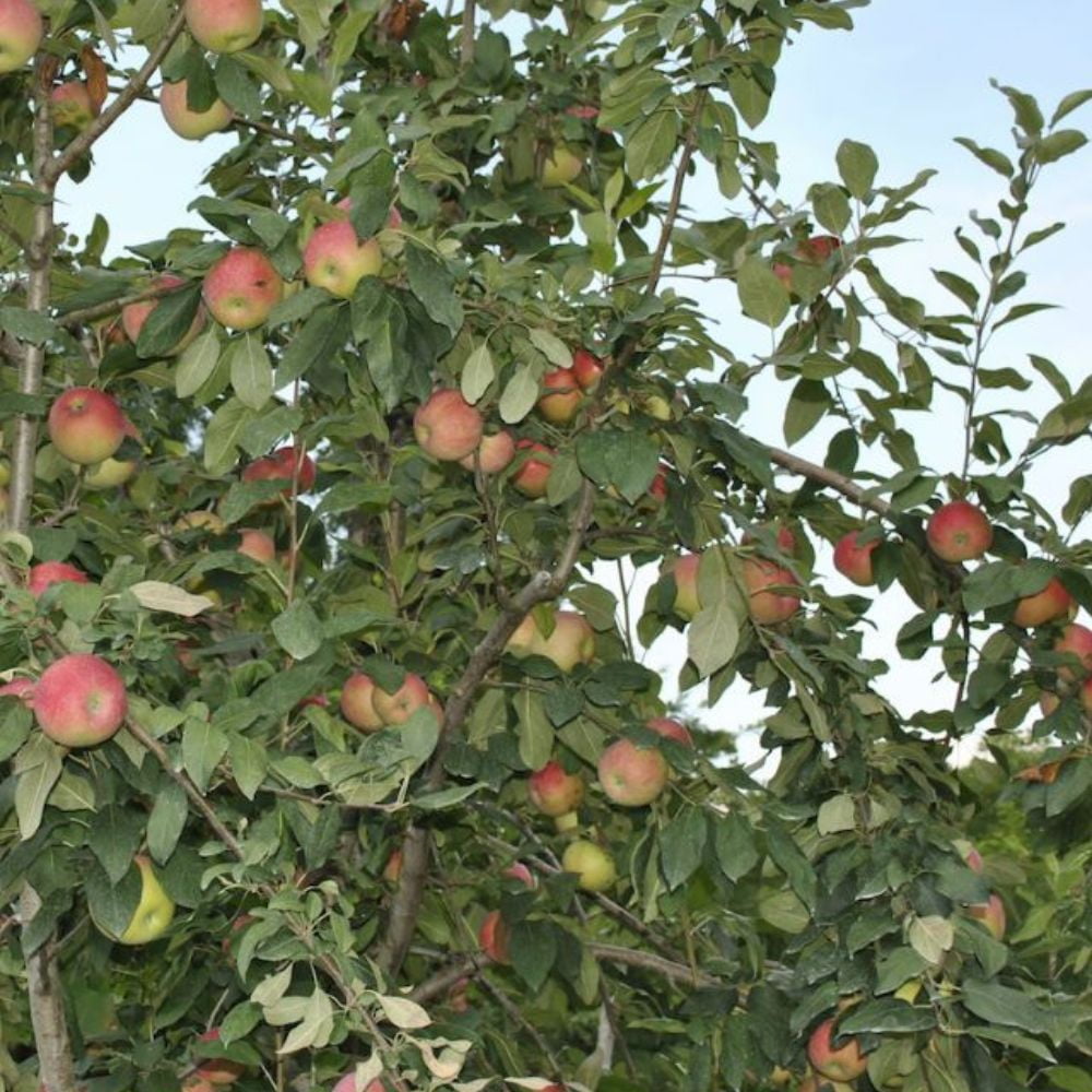 Expert Gardener 1-2 ft. Tall Wolf River Apple Live Tree in 1- Gallon Grower Pot