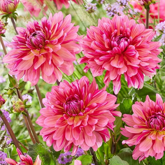 TASC Flower Bulbs Dahlia Decorative Missis Dutch (2 Bulbs)