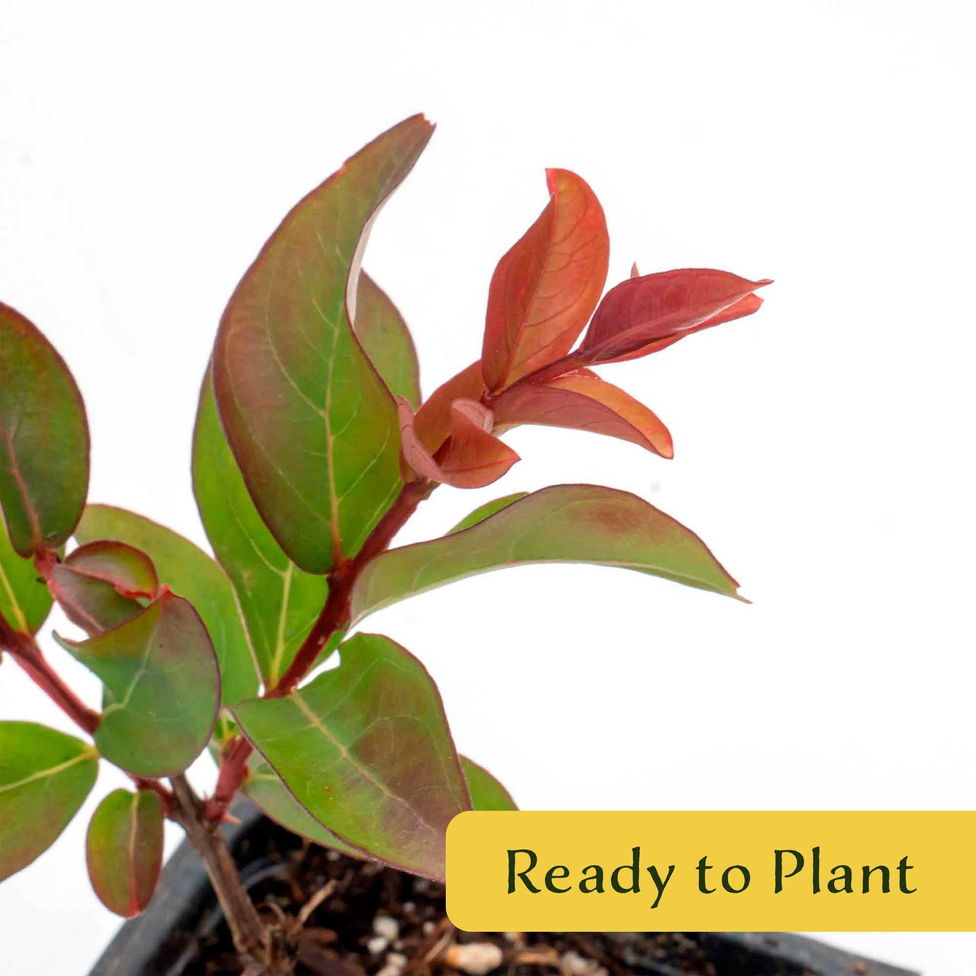 2 Red Rocket Crape Myrtle Trees – Fast-Growing Cherry-Red Flowering Tree for Hedges, Screens & Accents (Lagerstroemia indica ‘Red Rocket’) in 3.5″ Cubes, Live Plants