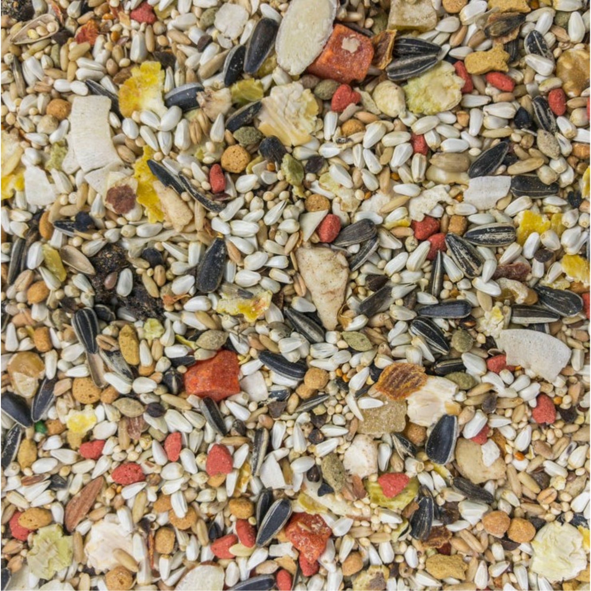Higgins Premium Pet Foods Safflower Gold for Conures, Cockatiels & Lovebirds, 25lb