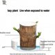 thumbnail image 4 of Direct from the base, Brazilian Lucky Bamboo Plant, Indoor Water Cultivated Desk, 4 of 5