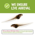 thumbnail image 3 of Kit de inicio Tadpole to Frog Nature Gift Store con 2 renacuajos, 3 of 9