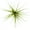 Tenuifolia Blue, variant on ragnaroc Air Plants - Tillandsia Tenuifolia Green, Large 3-5" - 1ct - Live Arrival Guaranteed - House Plants for Home Decor & Gift
