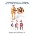 thumbnail image 4 of Human Body Simulation Organ Model Children‘S Toys  Organ Bone Structure  Cognitive Science Education Puzzle  Diy Model Teaching, 4 of 8
