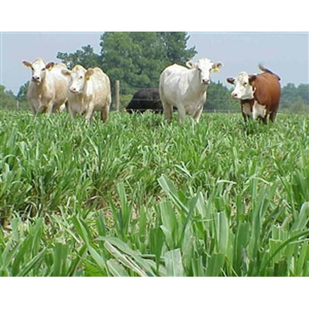 Onyx Seed Pearl - Hybrid Pearl Millet Seed (Tifleaf 3) - 20 lbs.