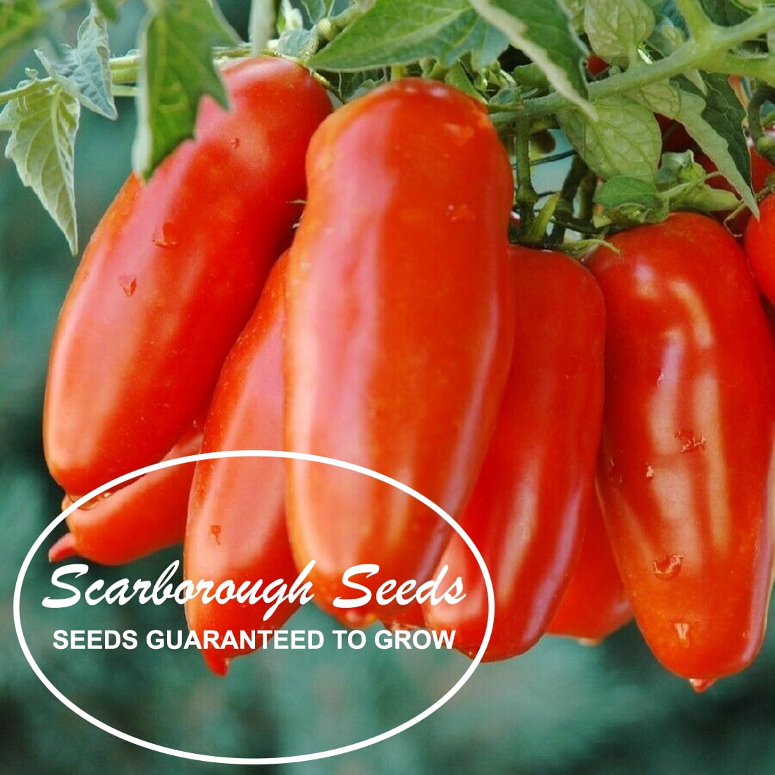 SCARBOROUGH SEEDS Japanese Black Trifele tomato 50 seeds Heirloom Non-GMO-USA 