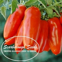Scarborough Seeds 100 San Marzano Tomato Plant Seeds, Non-GMO