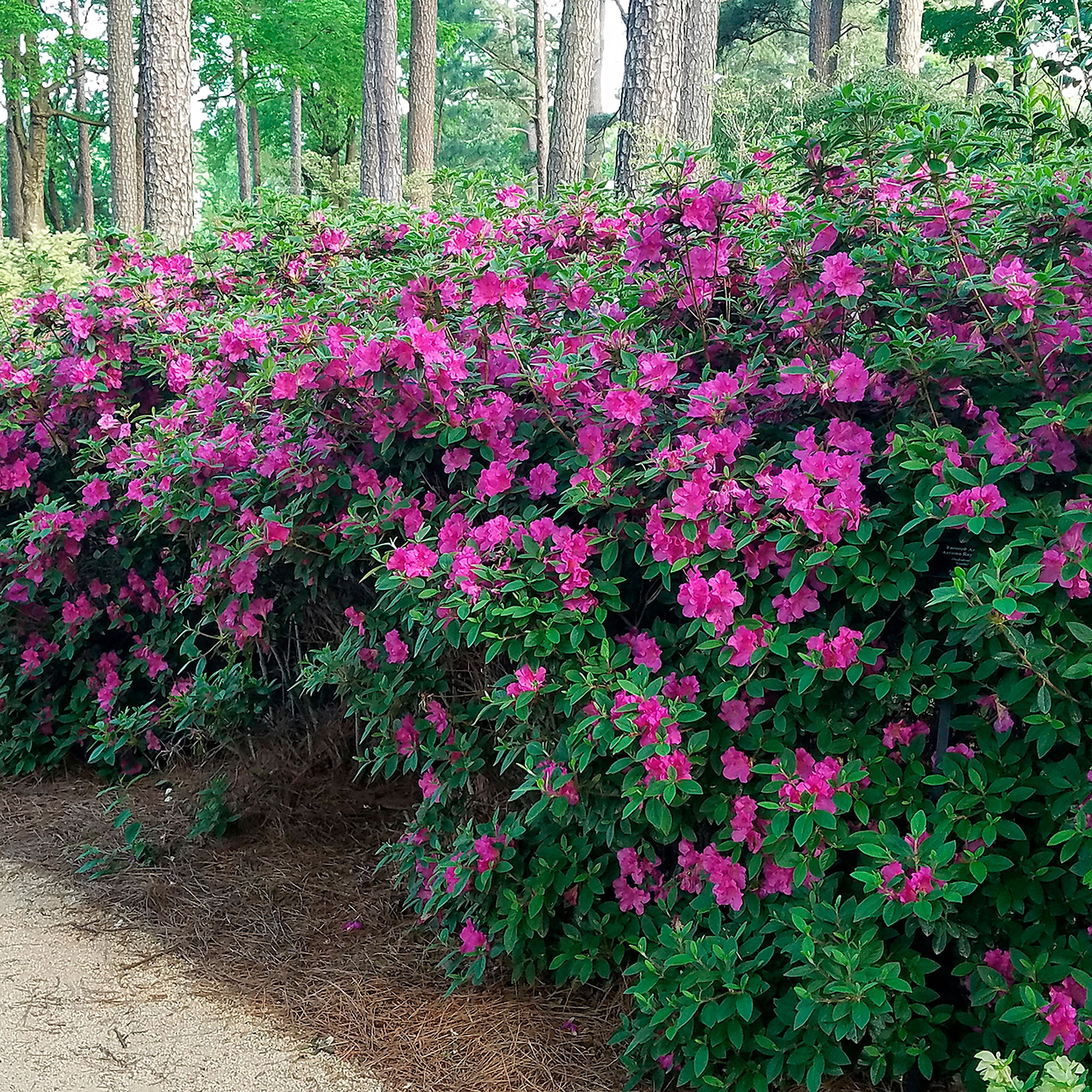 Encore Azalea Autumn Royalty (1 Gallon) Purple Flowering Shrub - Full Sun Live Outdoor Plant