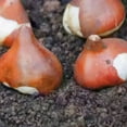 Tulip Bulbs Tulip Bulbs For Fall Planting Bulk Tulip Bulbs For Sale Tulip Bulbs Bulk Garden