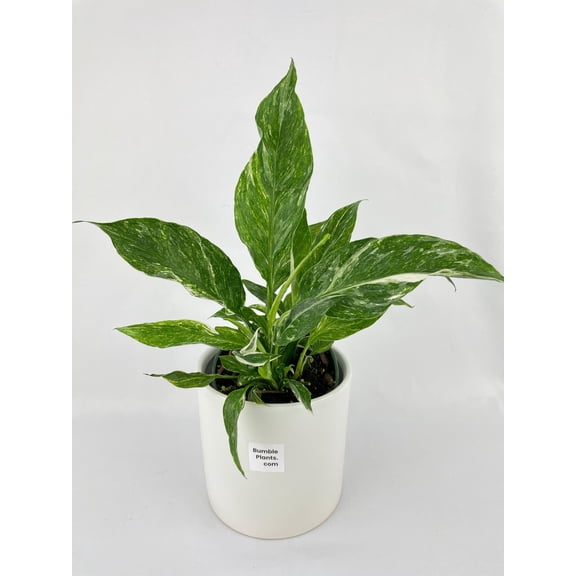 Bumble Plants Variegated Peace Lily (Spathiphyllum wallisii 'Domino') - Full Live Colorful Houseplant in Nursery Pot, Easy Care, Indoor Plant for Beginners