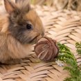 thumbnail image 2 of Shisuyan 1Set Hamster Rabbit Chew Toy Bell Shape Wood for Small Pets Indoor Play 5.3x5.3x5.3in, 2 of 8