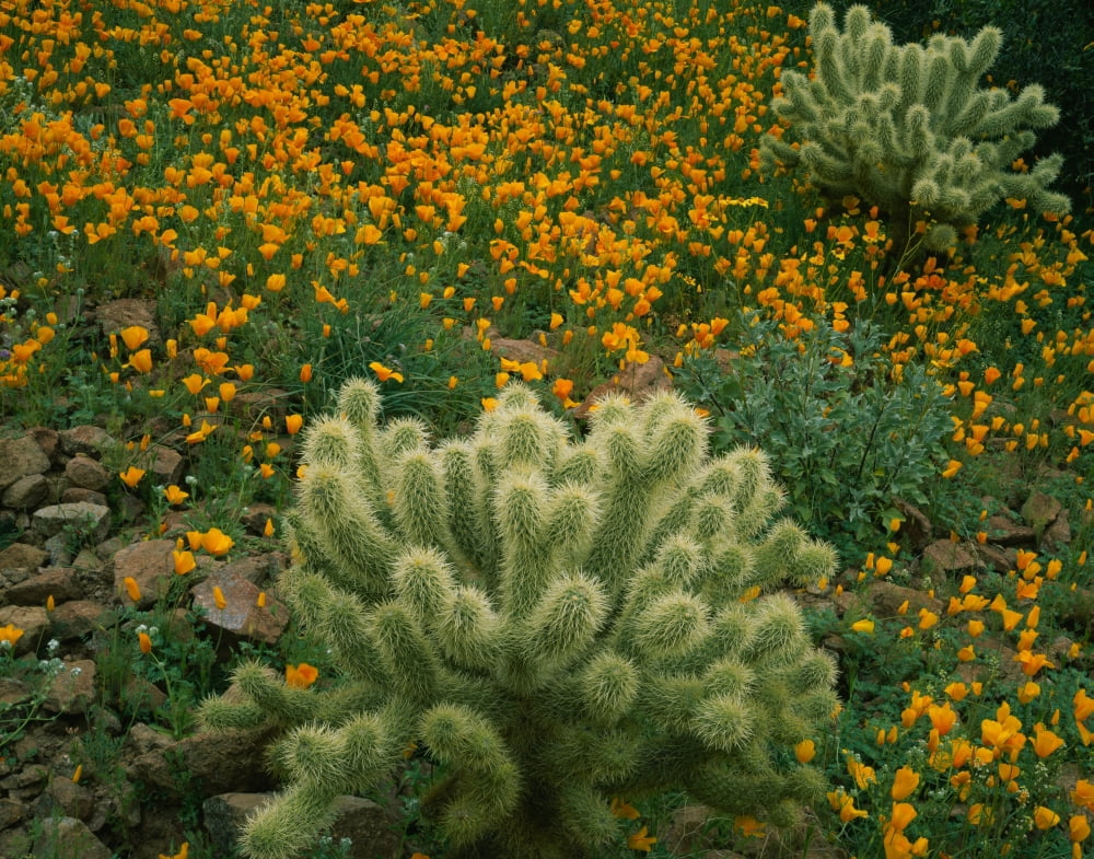 High angle view of Mexican Gold Poppies (Eschscholzia mexicana) with Teddy Bear Cholla (Opuntia bigelovii) Cactus in a field Superstition Mountains Hewitt Canyon Tonto National Forest Pinal County Ari