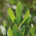 thumbnail image 6 of Isle of Skye Candle Co. Bog Myrtle and Fresh Mint 100% Natural Blend of Soya Wax and Botanical Oils, 20h Candle Made in Scotland, 6 of 6