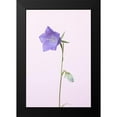 thumbnail image 2 of 1x Studio III 17x24 Black Modern Framed Museum Art Print Titled - Bluebell_pink background, 2 of 5