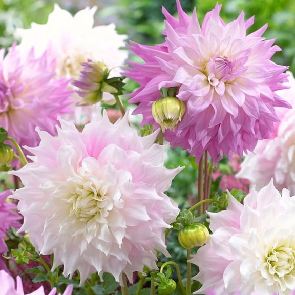 Sir Alfred Ramsey Dinnerplate Dahlia Flower Tuber - Huge Pink and White Blooms up to 12" Wide - Flowering from Summer to Frost - Grows Well in Containers - Attracts Butterflies and Hummingbirds