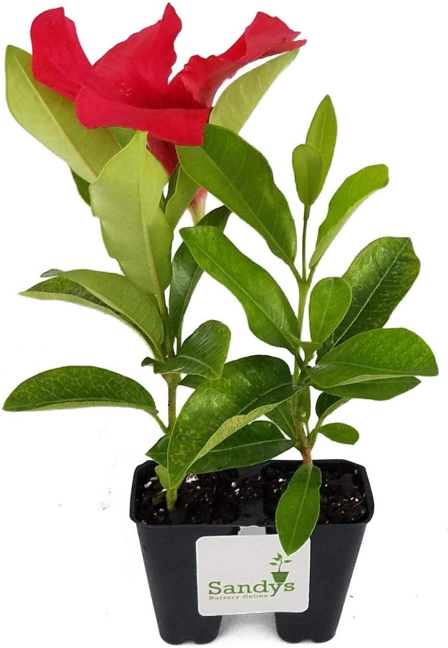 Mandevilla Tropical Plant, Giant Crimson Red Flower