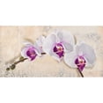 thumbnail image 3 of Dolci, Elena 24x14 Black Modern Framed Museum Art Print Titled - Royal Orchid, 3 of 5
