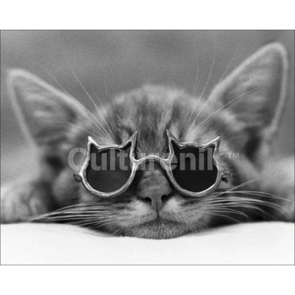 Cool Cat Sunglasses Poster (20 X 16)