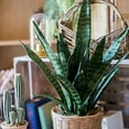 thumbnail image 7 of Summer Flower 21pcs Fake Snake Plant Leaves Set,23inch Tall Faux Sansevieria Plants Outdoor,Artificial Snake Plant Leaf,4 Sizes for Indoor Home Decor,Office,Garden,Tabletop Floor Decorations, 7 of 7
