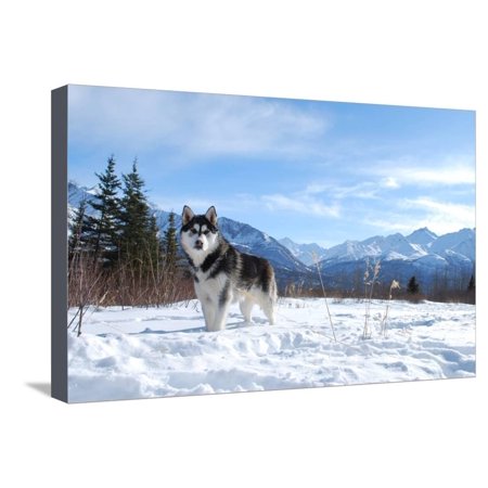 Siberian Husky Winter Stretched Canvas Print Wall Art By Jordan (Best Jordans For Winter)