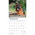 thumbnail image 4 of German Shepherds | 2026 12x24" (Hanging) Square Wall Calendar | Plastic-Free, 4 of 9
