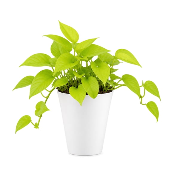 United Nursery Live Neon Pothos 7-11 inches Tall in 4-inch White Decorative Pot