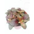 thumbnail image 3 of Hirts: House Plants Red Veined Nerve Plant, 3 of 3