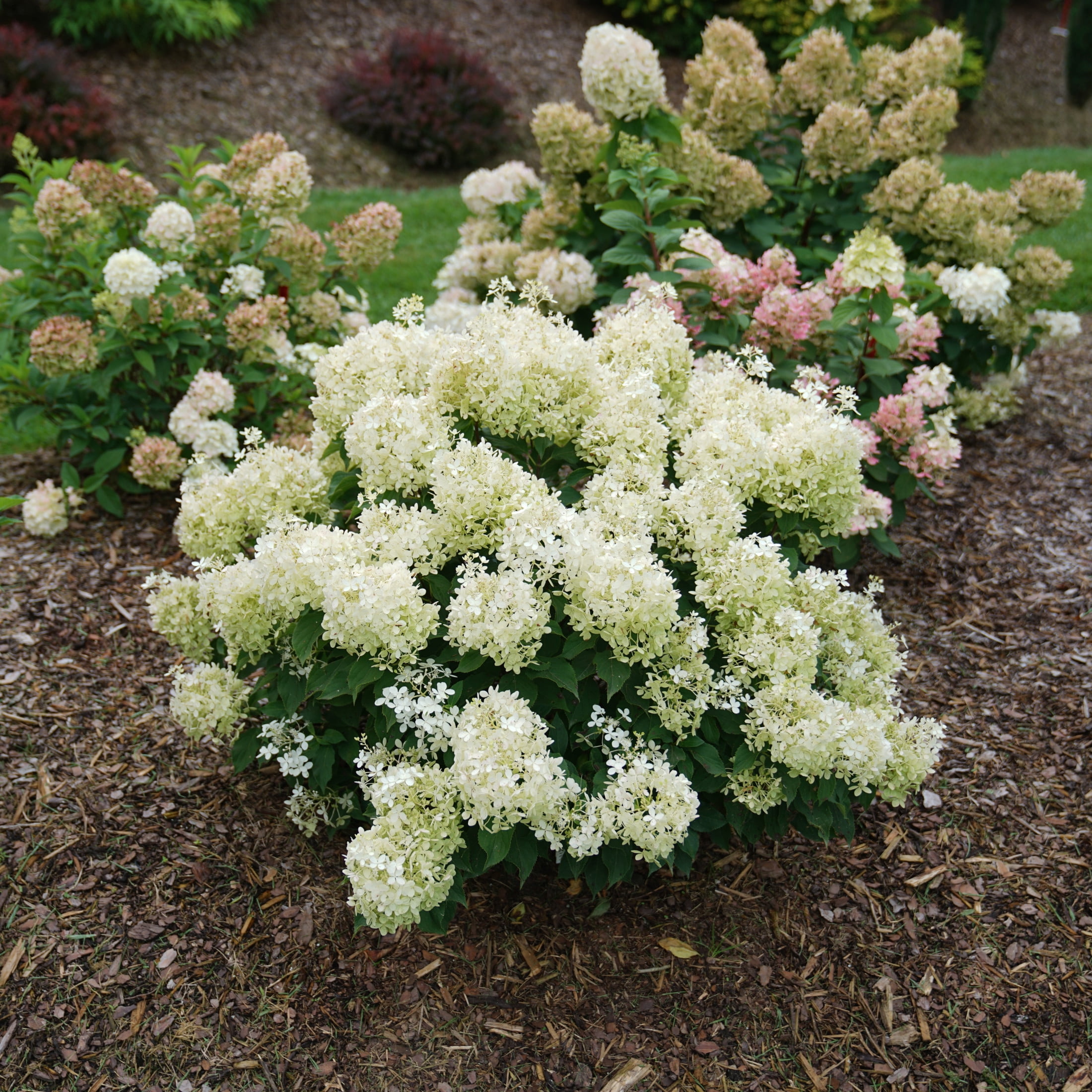 Proven Winners ColorChoice 6" White Puffer Fish Panicle Hydrangea Live Plant in 7.5" Pot