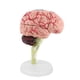 thumbnail image 2 of Health Gear Modelo de cerebro humano, modelo médico anatómico cerebral con arterias para el estudio de la ciencia en el aula de la exhibición del modelo médico de ense?anza Ecomeon no, 2 of 4