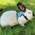 thumbnail image 3 of Rabbit Harness Comfortable Adjustable Traction Tool Ferret Rats Hamster Soft Mesh Harness Leash Vest Set Pet Supplies, 3 of 3
