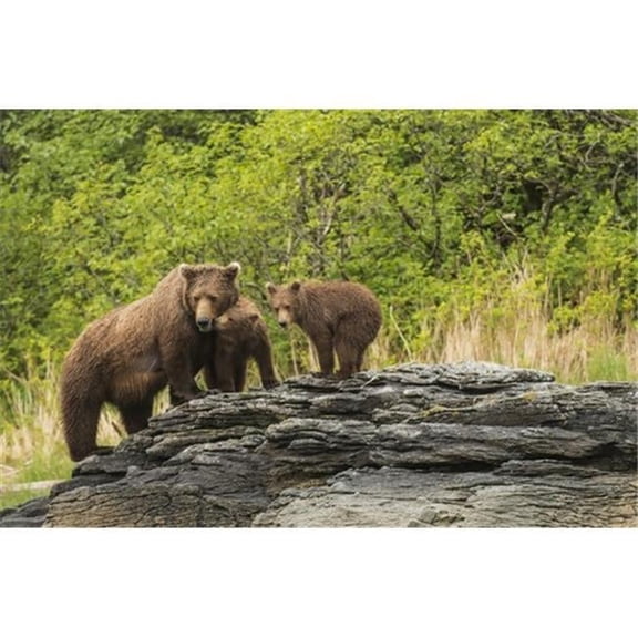 Brown Bear Sow & Cubs in Kukak Bay Katmai National Park & Preserve Alaska Poster Print by Carl Johnson - 19 x 12