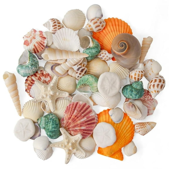 Sinkoo Sea Shells Mixed Beach Seashells 12 Kinds 0.5"-2.5", Scallops Starfish Sand Dollarand More, Various Sizes Natural Sea shells Beach Party DIY Fish Tank Vase Filler