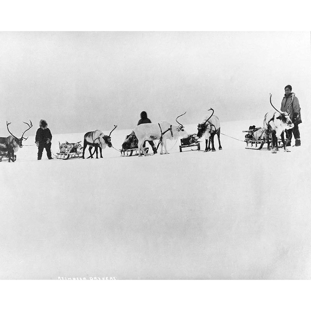 Reindeer Sleds & Drivers Alaska 1900 20 Inch By 30 Inch Laminated
