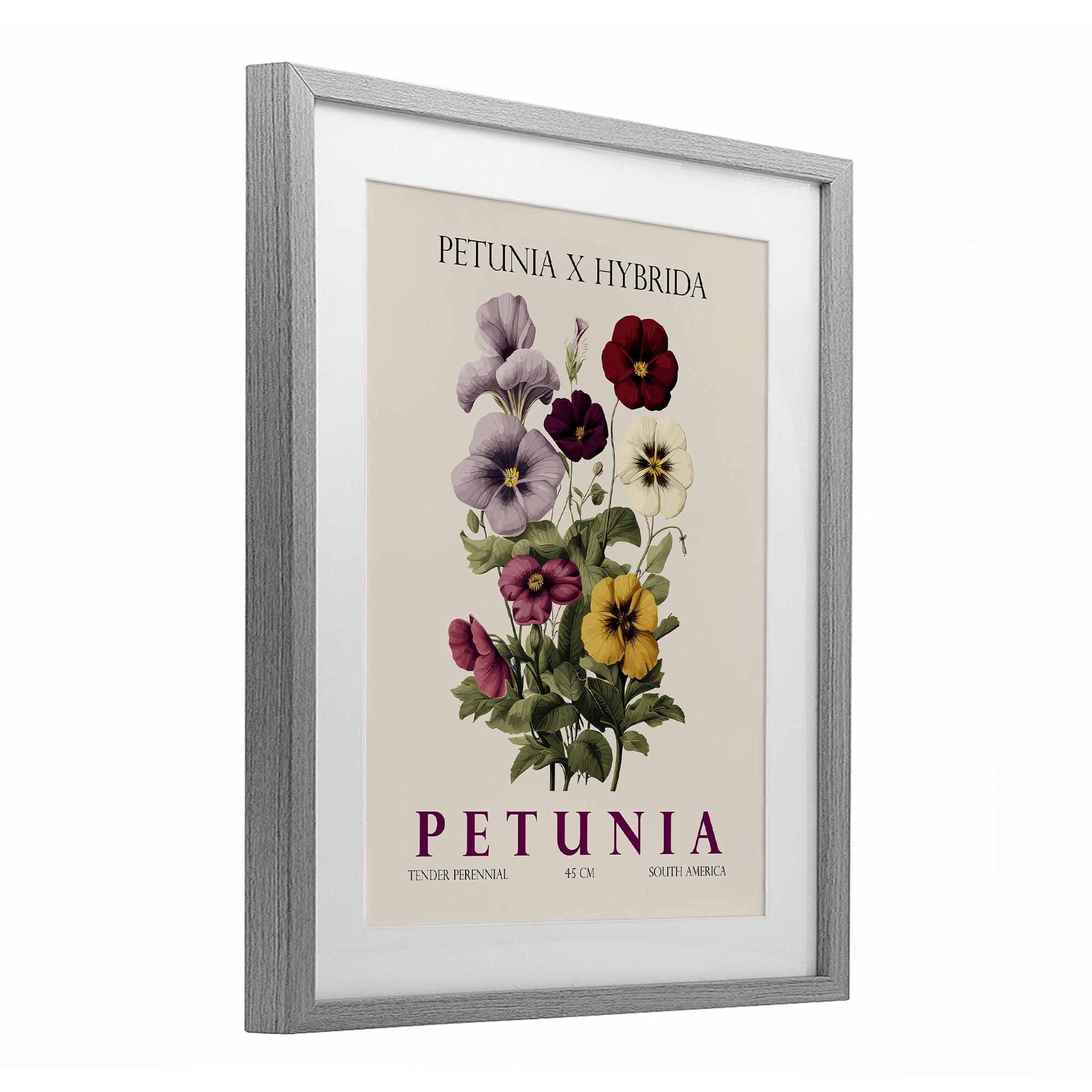 Stupell Industries Natural Petunia Bundle Gray Framed Print Under Glass, design by Christopher Giampietro