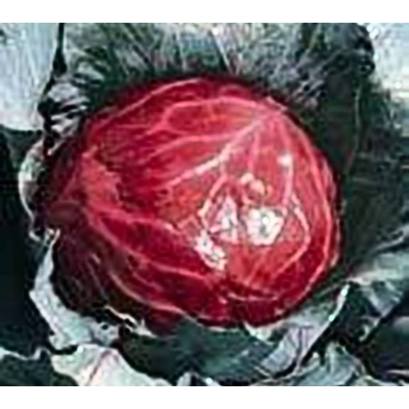 seed kingdom Cabbage Mammoth Red Rock Great Heirloom Vegetable Bulk 1 Lb Seeds