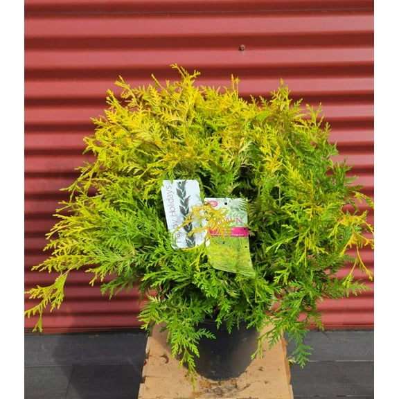 Vintage Gold Cypress