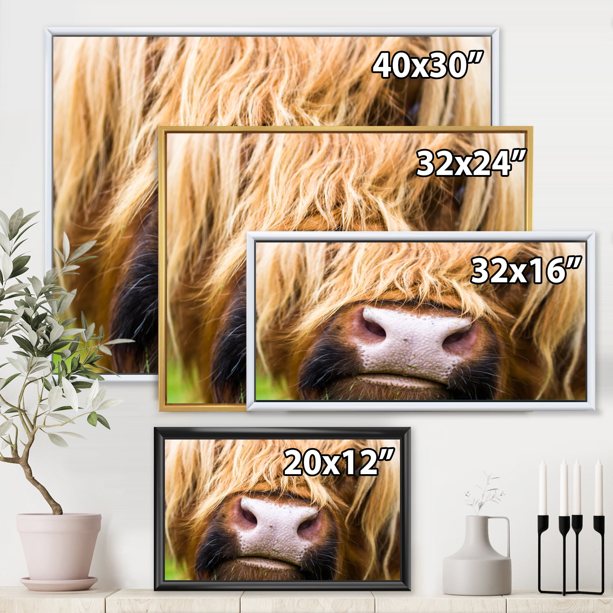 Close-Up Highland Cattle 20 in x 12 in Framed Photography Canvas Art Print, by Designart