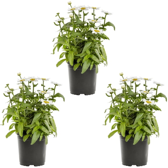 Expert Gardener 2QT White Leucanthemum Shasta Daisy Live Perennial Plant Sun 3-Pack