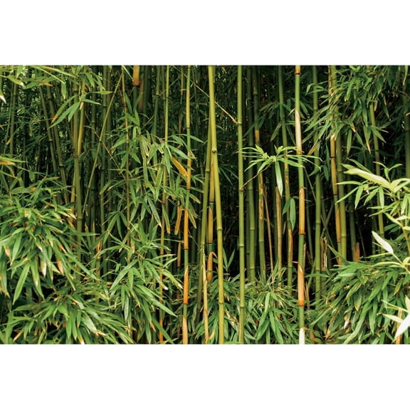Green Bamboo Backdrop Bamboo Forest Nature Scenery Photography Background Birthday Wedding Party Banner Living Room Sofa Wall Decorations Photo Booth Props