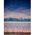 thumbnail image 2 of Richardson, Larry 26x32 Black Ornate Wood Framed with Double Matting Museum Art Print Titled - Lesser flamingos rest and feed in Lake Magadi inside Ngorongoro Crater-Tanzania, 2 of 4