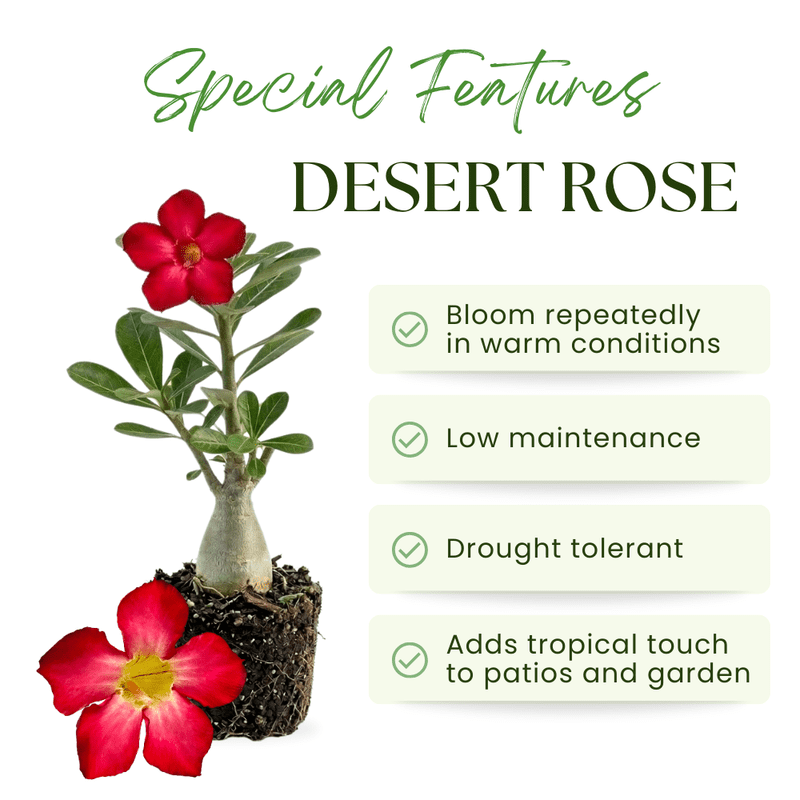 Red Desert Rose Plant Live, Adenium Obesum Desert Rose, 4-8 Inc Tall, Perennia and Hardy Succulent for Indoor and Outdoor Planting