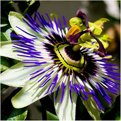 Package Of 100 Seeds Royal Blue Passion Flower Passiflora Caerulea Open Pollinated Seeds By Seed Needs Walmart Com Walmart Com Package Of 100 Seeds Royal Blue Passion Flower Passiflora Caerulea Open Pollinated Seeds By Seed Needs Walmart Com Walmart Com