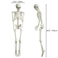 thumbnail image 6 of Xinwanna 67" Halloween Skeleton Decorations Halloween Poseable Skeleton Plastic Halloween Human Full Body Bones Skeleton Life Size Skeletons Skull for Haunted House Props Indoor Outdoor Decoration, 6 of 10