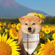 thumbnail image 5 of Bufanda lavable para perro, pañuelo cuadrado para perro, pañuelo ajustable para mascotas, pañuelo para perros medianos y grandes, 5 of 5