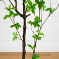 thumbnail image 5 of Nearly Natural Minimalist Enkianthus Artificial Potted Tree - 5', 5 of 6