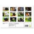 thumbnail image 2 of Guinea pig. Beloved rodents (Monthly Wall Calendar 2026 11.7 x 16.5 (open)), CALVENDO 14 Month Calendar, 2 of 9