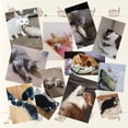thumbnail image 3 of Juguetes eléctricos para gatos, pez para gato con hierba gatera, pez para gatos que se mueve, juego interactivo, pez retorcido, juguete para gato, recargable por Usb, 3 of 5